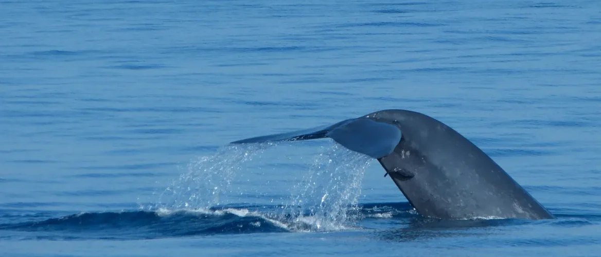 01-whale-watching-mirissa-whale